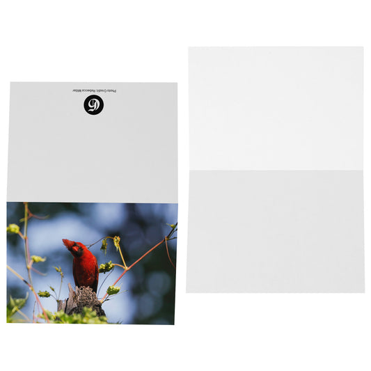 Folded Card H - Cardinal