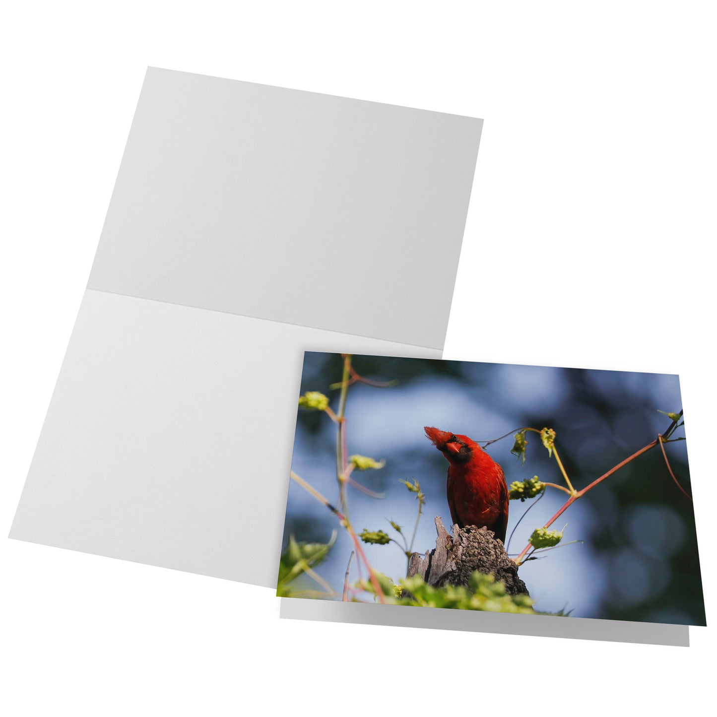 Folded Card H - Cardinal