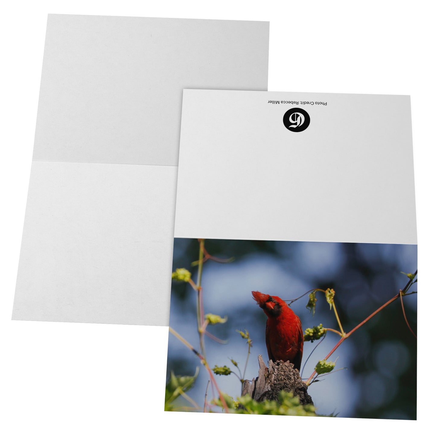Folded Card H - Cardinal