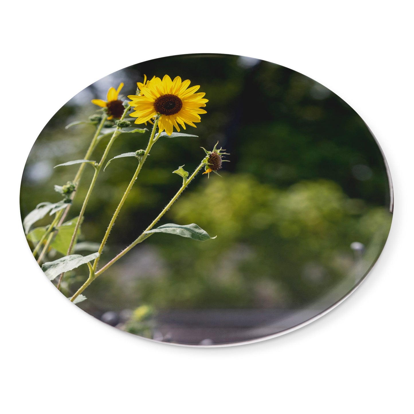 Round Button Magnet - A New Perspective