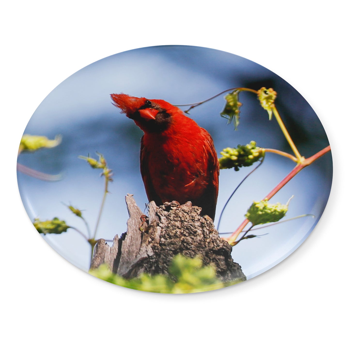 Round Button Magnet - Cardinal