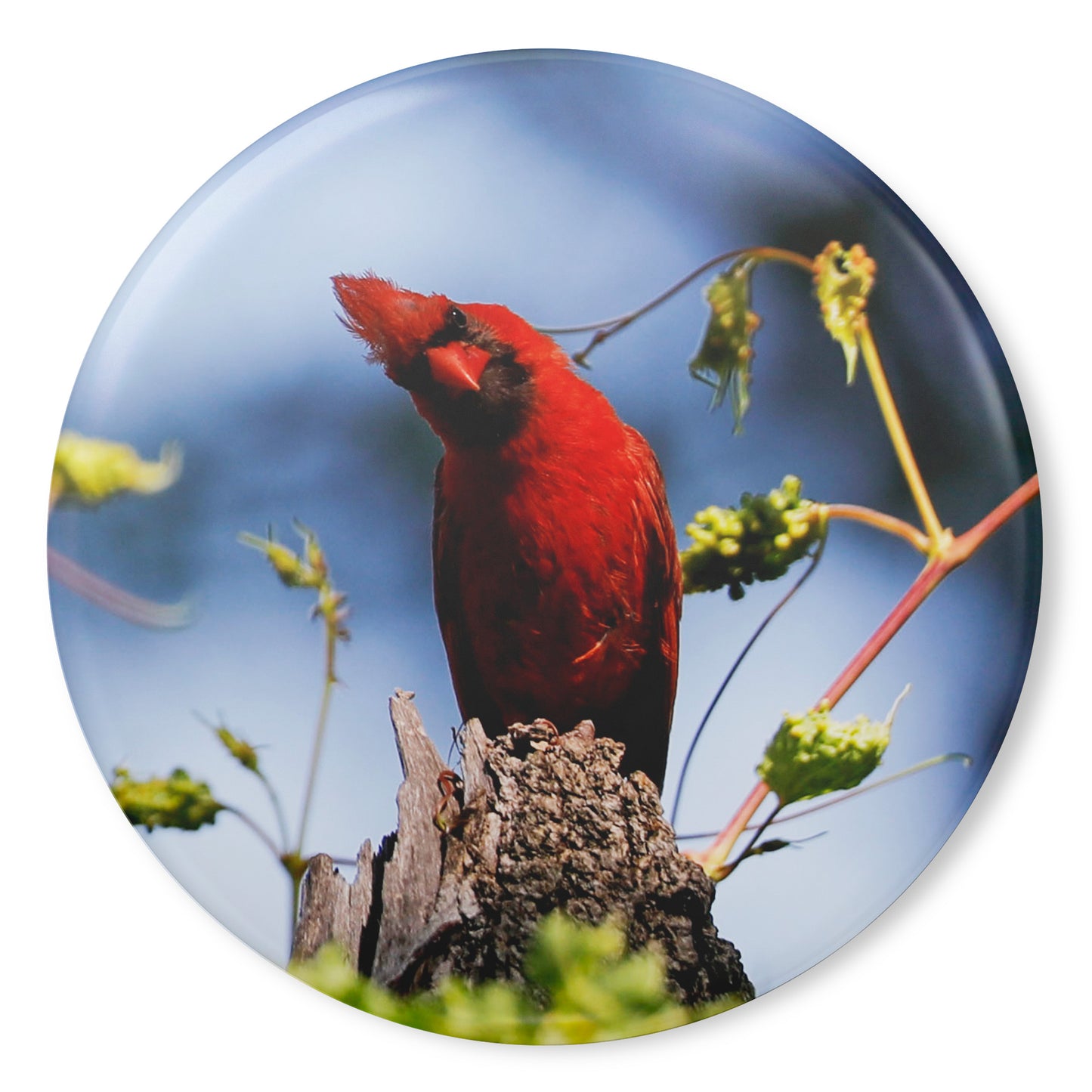 Round Button Magnet - Cardinal