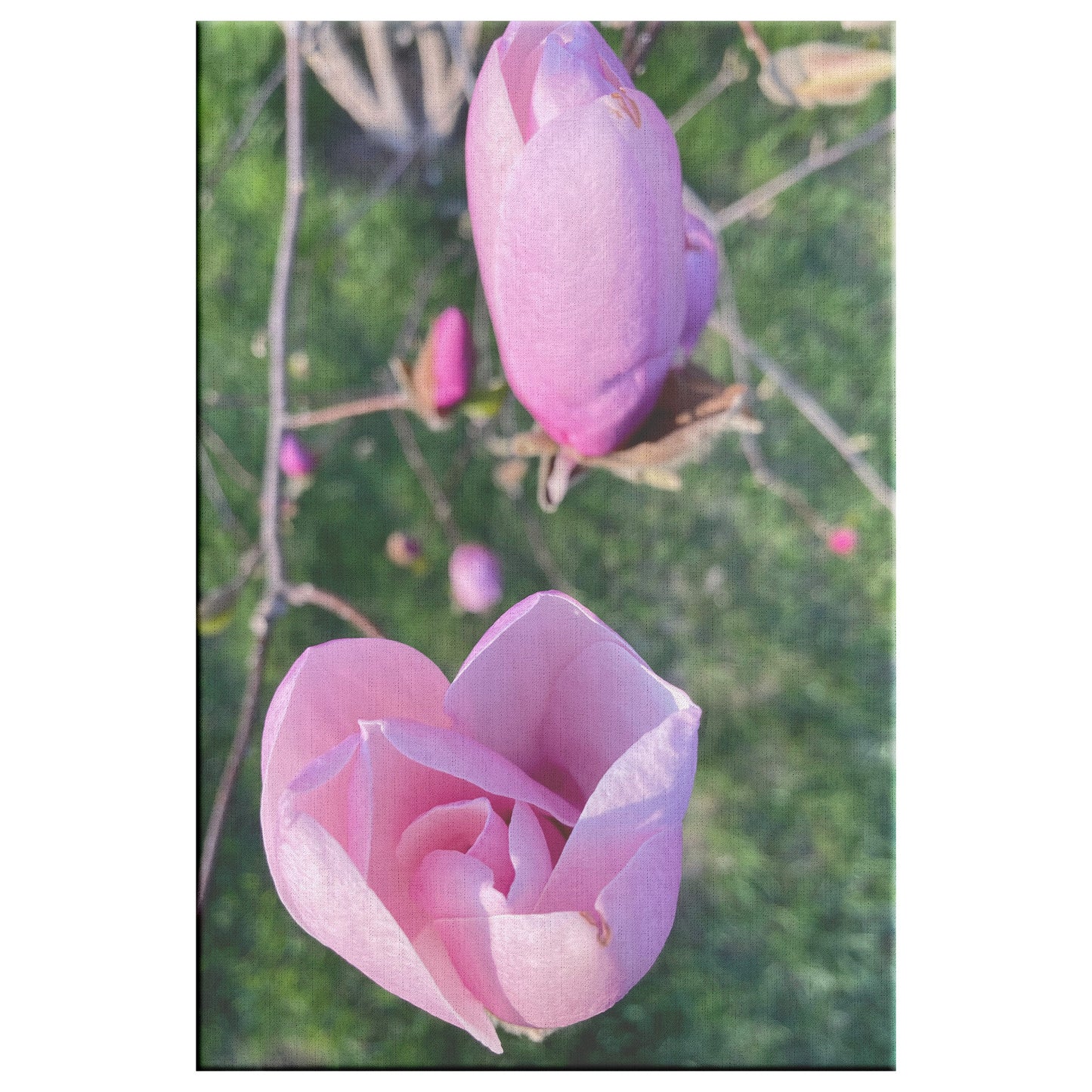Wrapped Canvas Print - Rosebuds