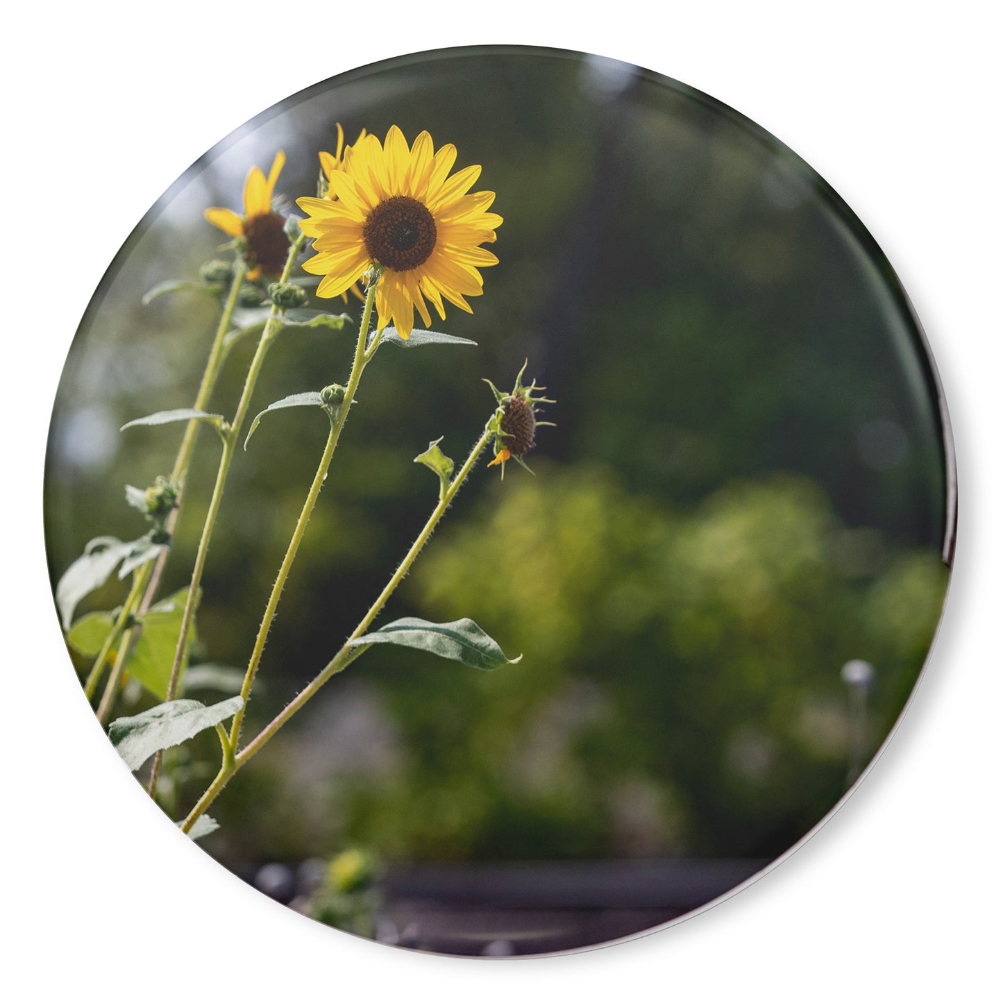 Round Button Magnet - A New Perspective