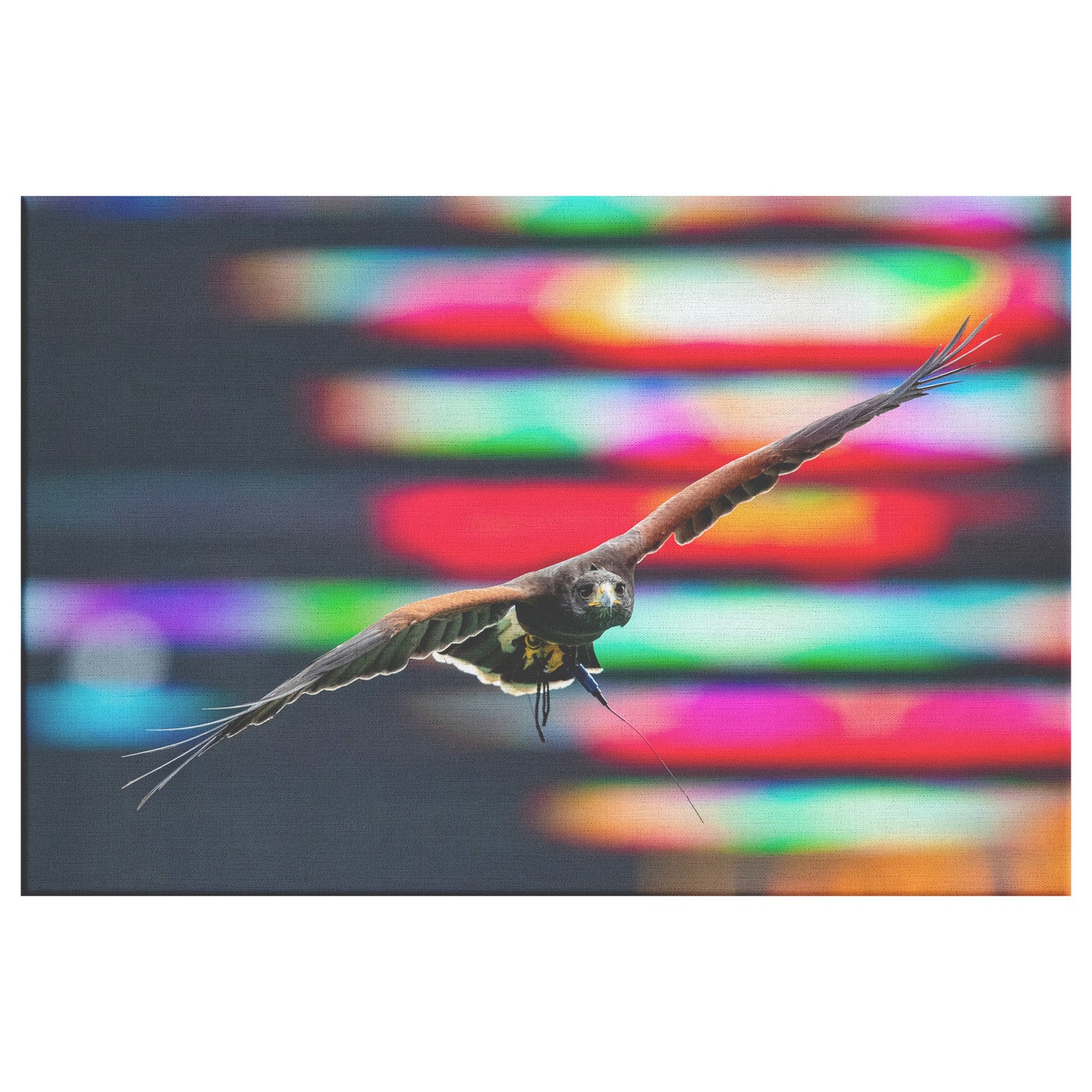 Wrapped Canvas Print - Falcon