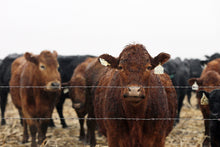 The Gazette Cedar Rapids Postcards Cows