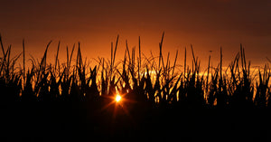 The Gazette Cedar Rapids Postcards Corn Sunset